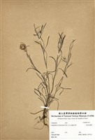 藏品(細葉鼠麴草)的圖片